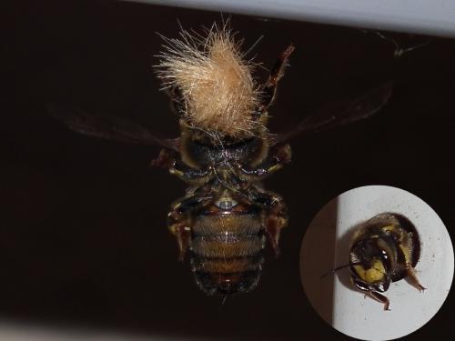 Anthidium florentinum