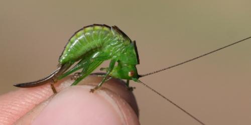 Réf. 73 335 : Conocephalus dorsalis
