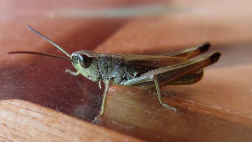 Pseudochorthippus sp.