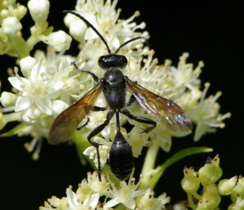 Isodontia mexicana