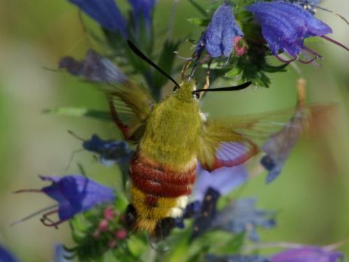 Hemaris fuciformis