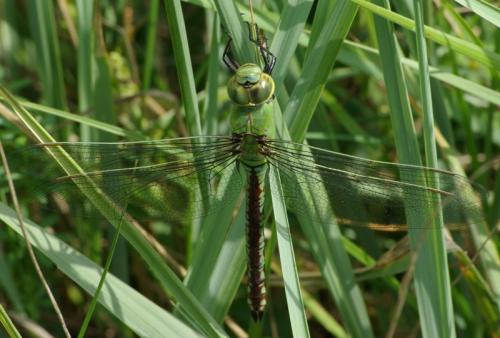 Anax imperator