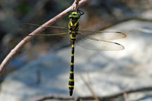 Cordulegaster boltonii