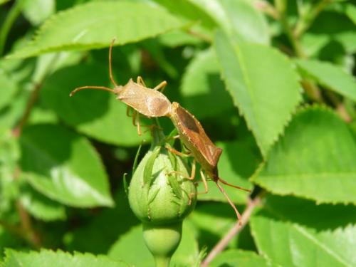 Gonocerus acuteangulatus