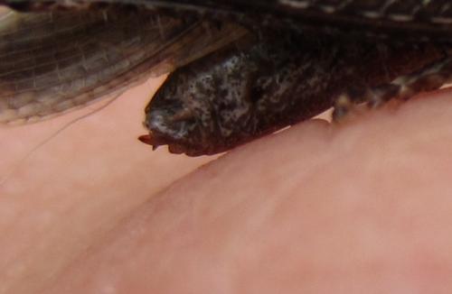 Omocestus rufipes