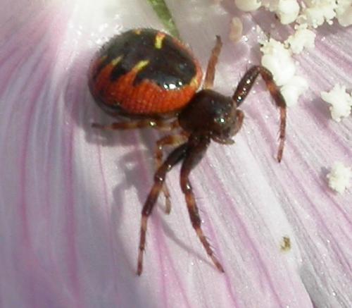 Synema globosum