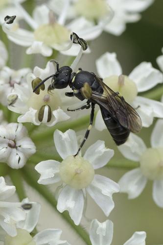 Hylaeus sp.