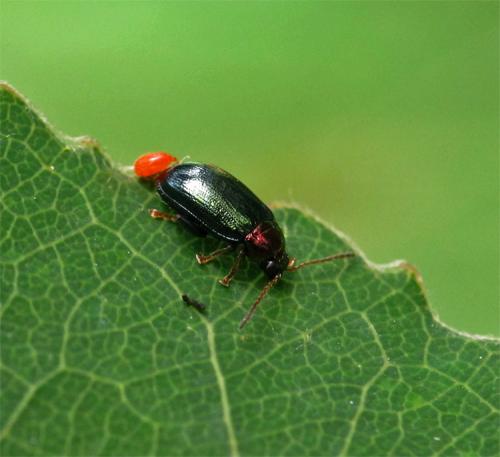 Réf. 73 639 : Crepidodera aurata