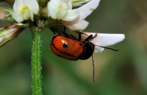 Cryptocephalus bipunctatus