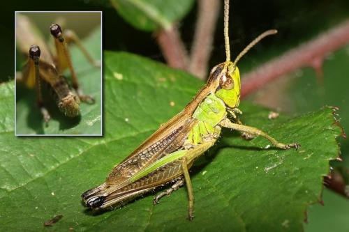 Réf. 73 046 : Pseudochorthippus parallelus