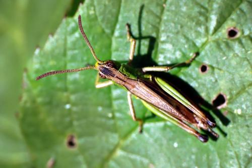 Réf. 73 047 : Pseudochorthippus parallelus