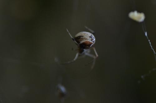 Parasteatoda lunata