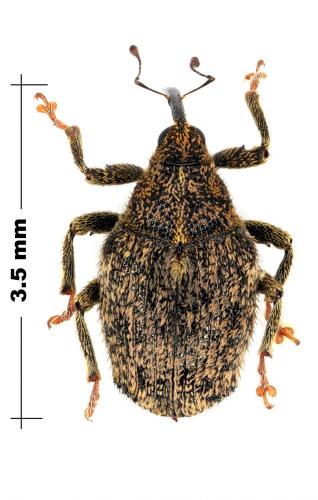 Réf. 73 563 : Ceutorhynchus pallidactylus
