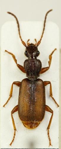 Réf. 73 228 : Polistichus connexus