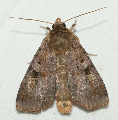 Diarsia brunnea