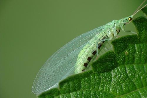 Pseudomallada ventralis
