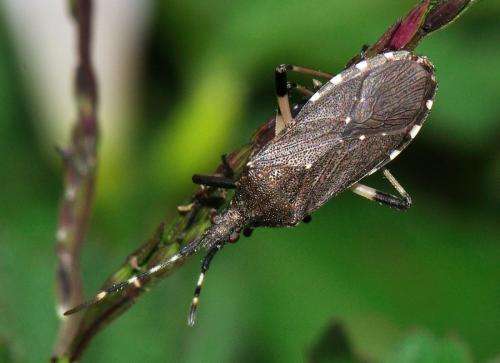 Dicranocephalus agilis