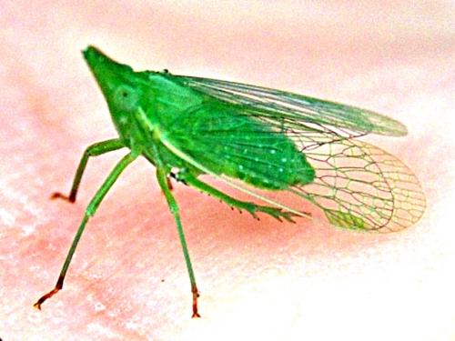 Dictyophara europaea