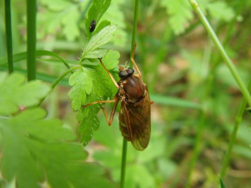 Coenomyia ferruginea