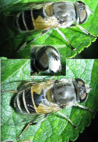 Eristalis arbustorum