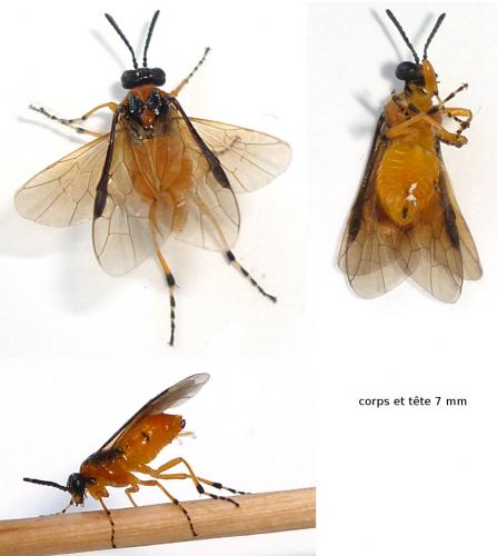 Réf. 73 204 : Athalia rosae