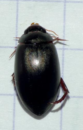 Réf. 73 962 : Ilybius sp.