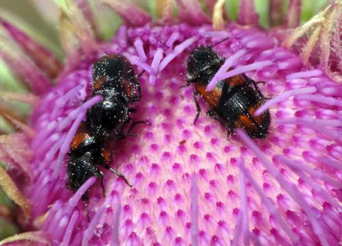 Divales quadrimaculatus