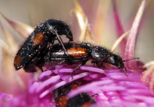Divales quadrimaculatus