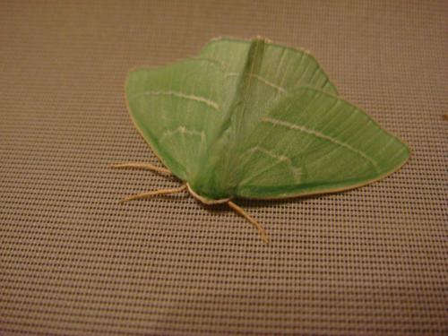 Hemistola chrysoprasaria