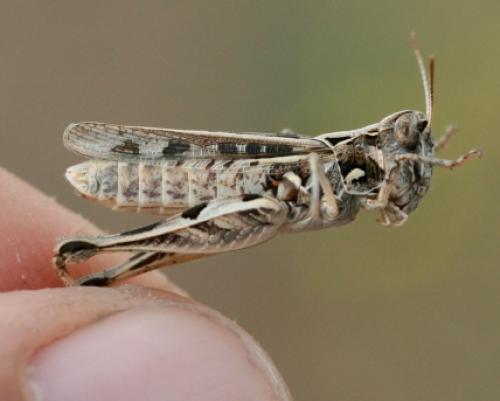 Réf. 73 336 : Dociostaurus jagoi occidentalis