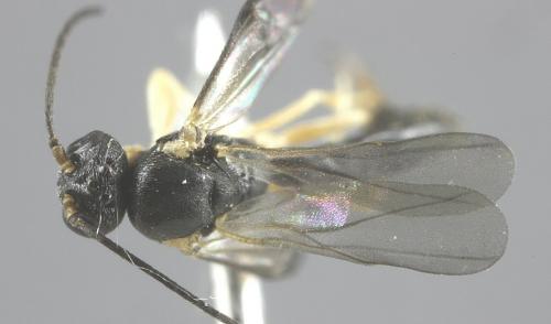 Neoneurus auctus