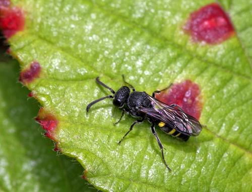 Nysson trimaculatus