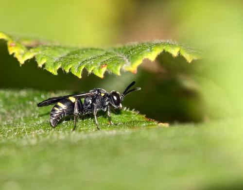Nysson trimaculatus