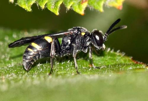Nysson trimaculatus