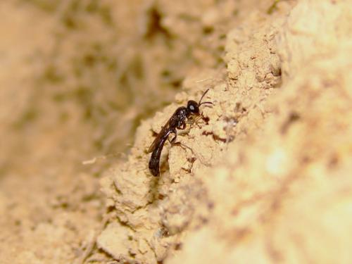 Trypoxylon sp.