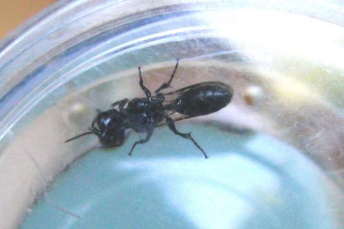 Pemphredon sp.