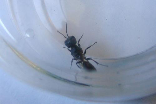 Pemphredon sp.