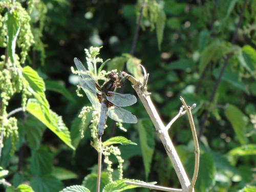 Libellula depressa