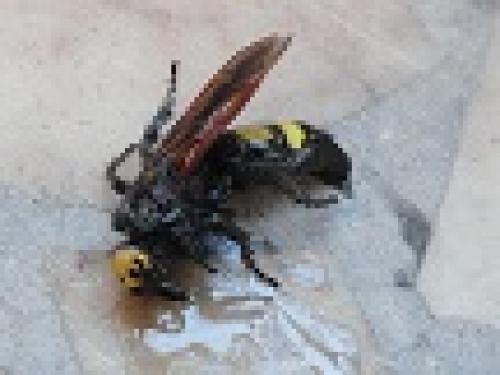 Megascolia maculata flavifrons