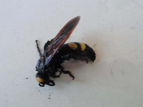 Megascolia maculata flavifrons