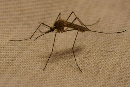 Réf. 73 821 : Culiseta longiareolata