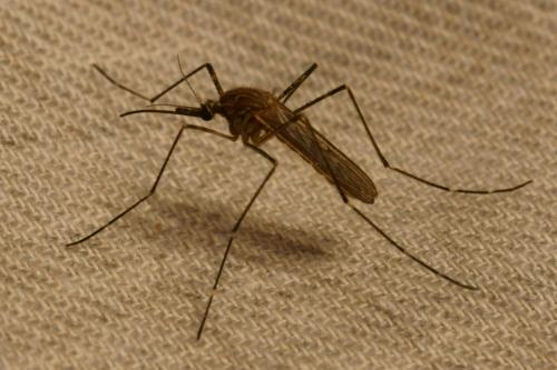 Réf. 73 822 : Culiseta longiareolata