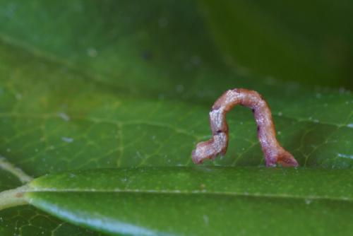 Cyclophora puppillaria