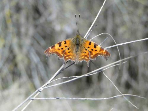 Polygonia c-album