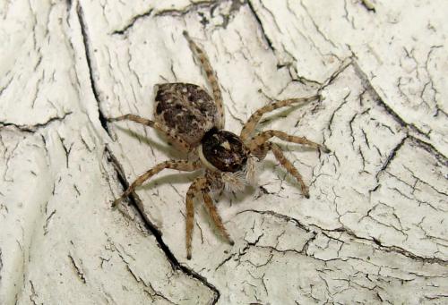 Menemerus semilimbatus