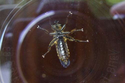 Dioctria sp.