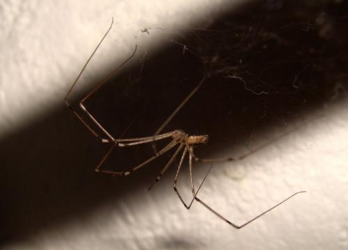 Holocnemus pluchei