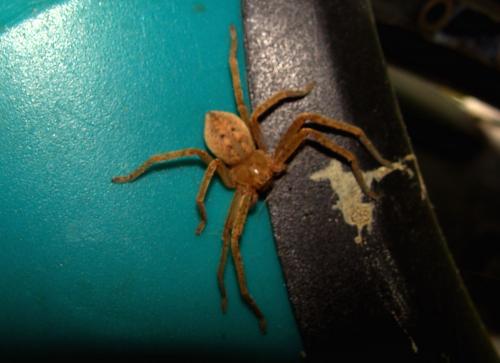 Olios argelasius