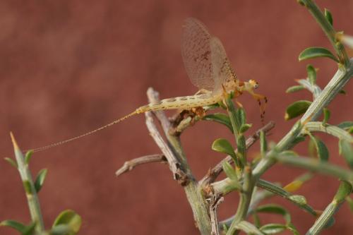 Ephemera glaucops