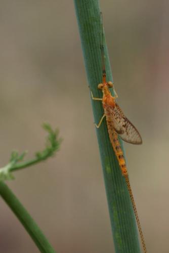 Ephemera glaucops